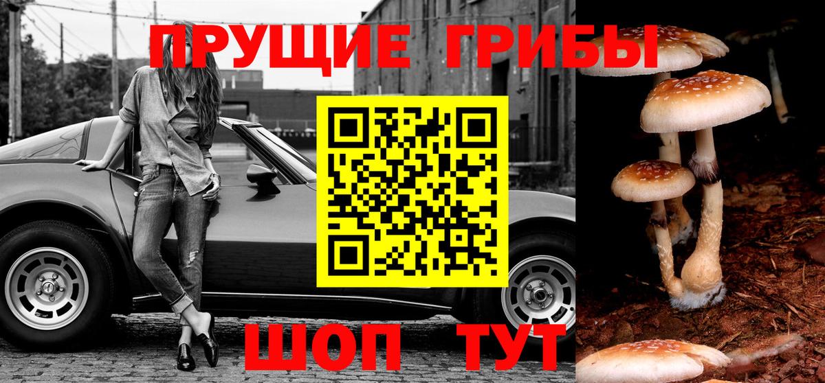 Псилоцибиновые грибы Psilocybine cubensis  Псилоцибиновые грибы мицелий  Вход с VPN  Сосновый Бор 